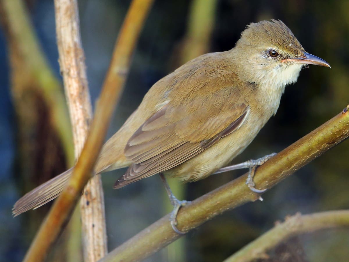 Clamorous Reed Warbler (Indian Great Reed Warbler)